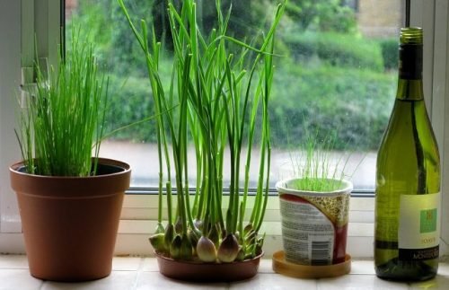growing-garlic-indoors