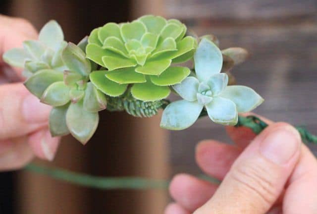 how-to-make-a-succulent-crown-4