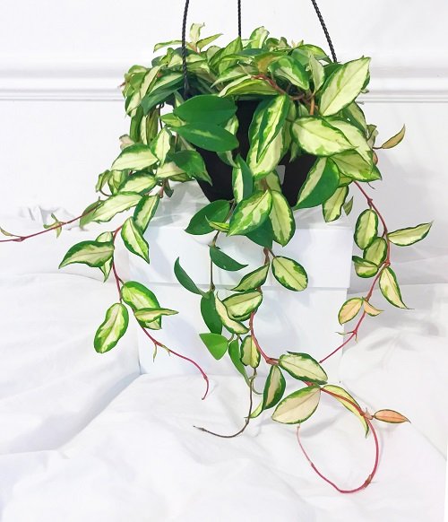 The Best Indoor Succulents for Home Growing 3