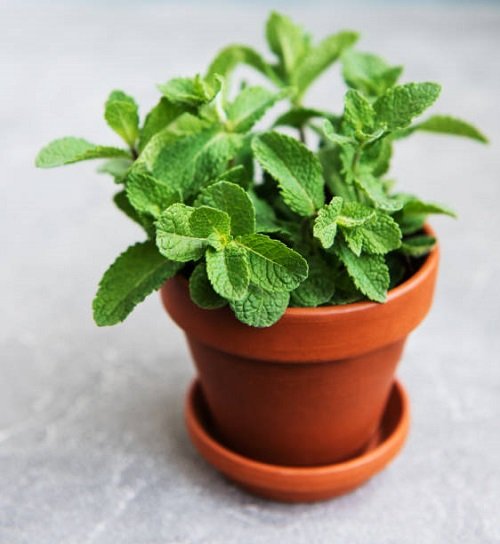 Requirements For Growing Mint Indoors