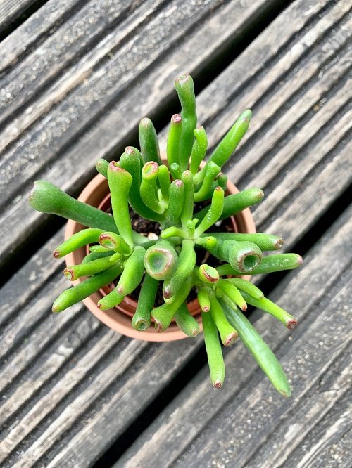 Growing Indoor Succulents in Your Home 4