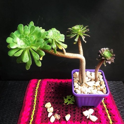 The Best Indoor Plants for Succulents 4
