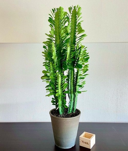 Best Indoor Succulents To Grow At Home 15