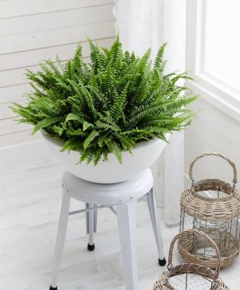 19 Best Low Maintenance Houseplants | Balcony Garden Web