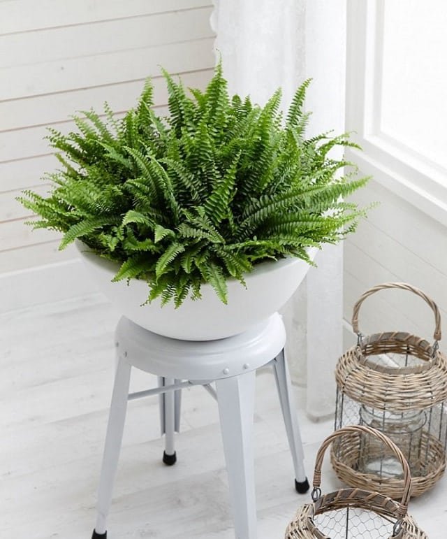 boston-fern-indoor-plant-in-the-white-pot