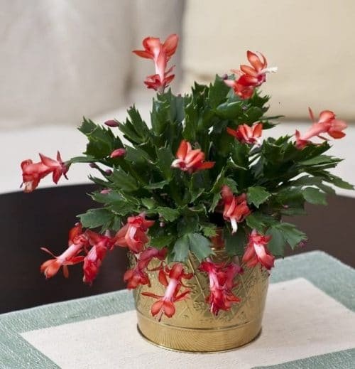 Houseplants That Love Coffee-Christmas Cactus