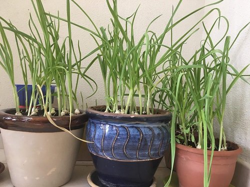 Growing Garlic in Pots 2