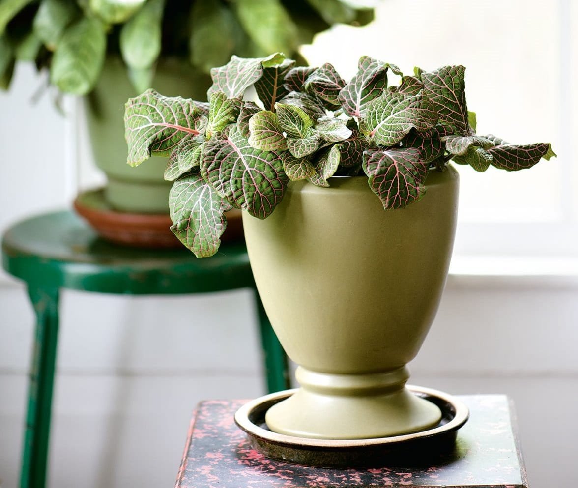 23 Most Beautiful Houseplants You Never Knew About