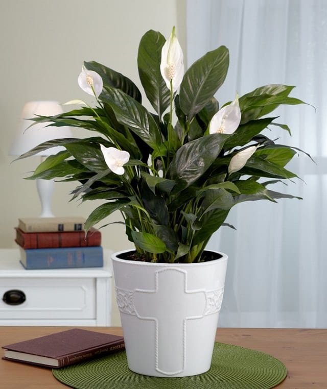 peace-lily-indoor