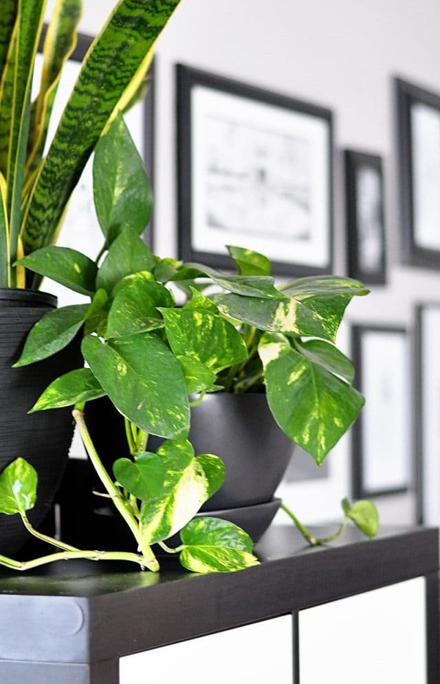 houseplant that remove indoor air pollutants: NASA study on a houseplant