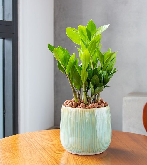Zz plant for Gifting