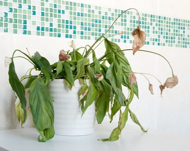avoid-these-9-mistakes-your-indoor-plants-wont-die-again-2