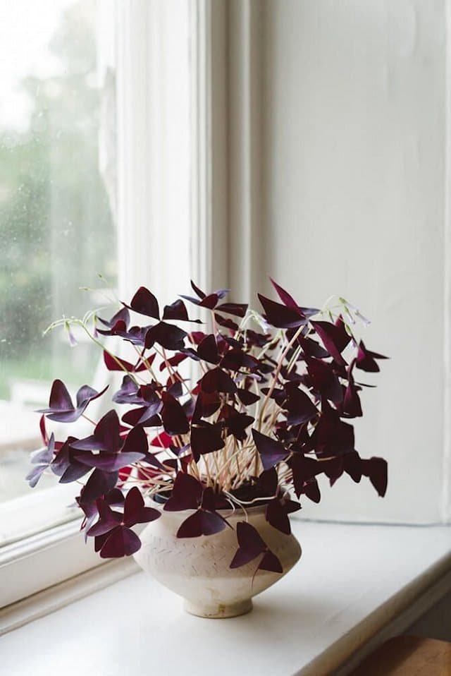 Gorgeous Purple Houseplants