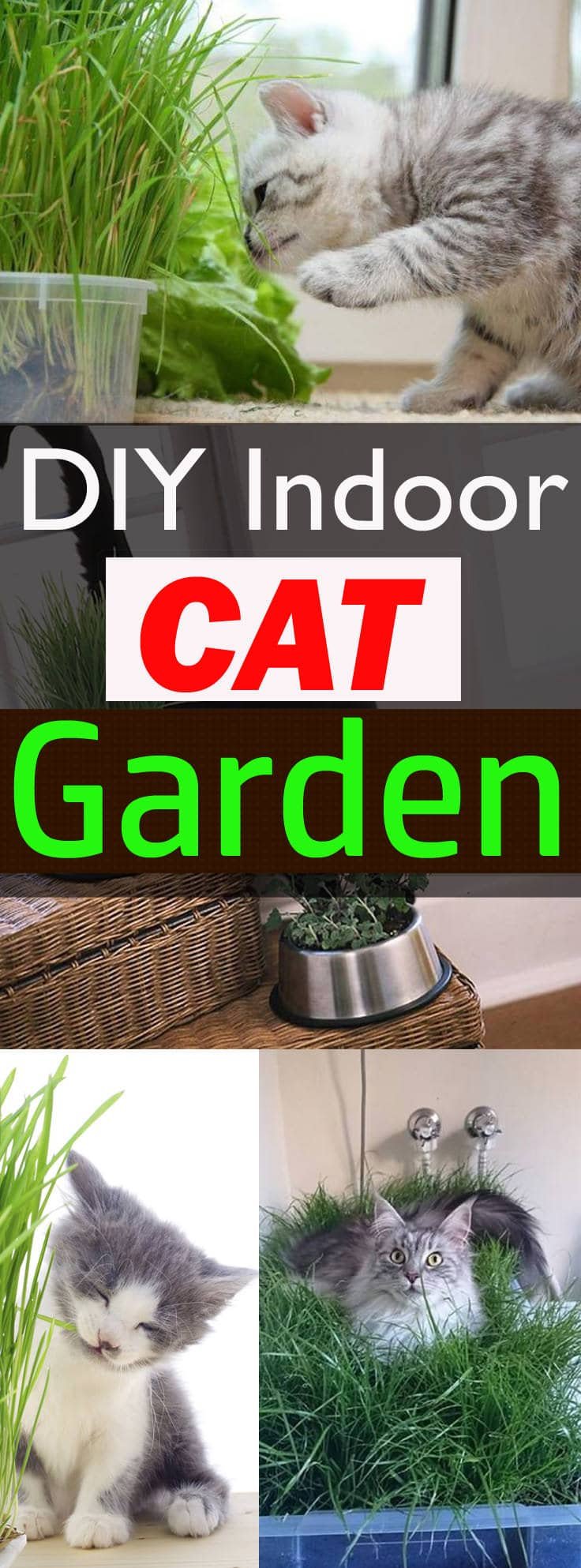 If you love your cat, it's a good idea to make an indoor cat garden for her. Just follow this step by step guide to do this!
