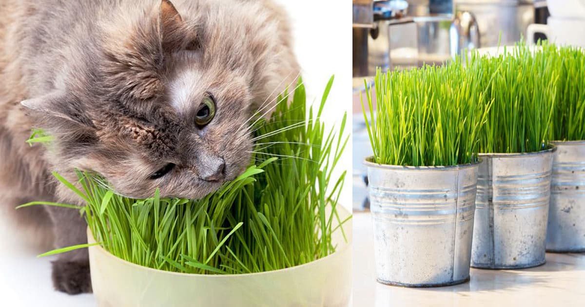 growing-cat-grass-indoor-1