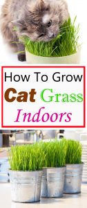 Growing Cat Grass Indoors | Balcony Garden Web