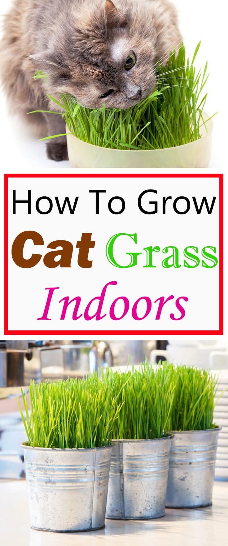 Growing cat grass indoors will keep your cats busy and entertain them. This way they don't need to go outside for grazing, where the grass may be treated with pesticides and fertilizer!
