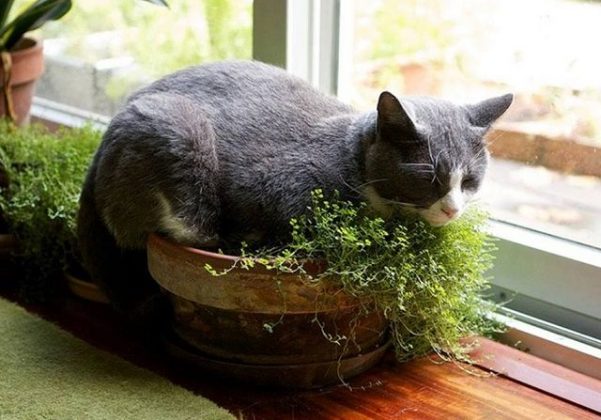 DIY Indoor Cat Garden For Cat Lovers | Balcony Garden Web