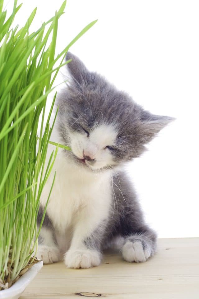 Kitten eating the grass