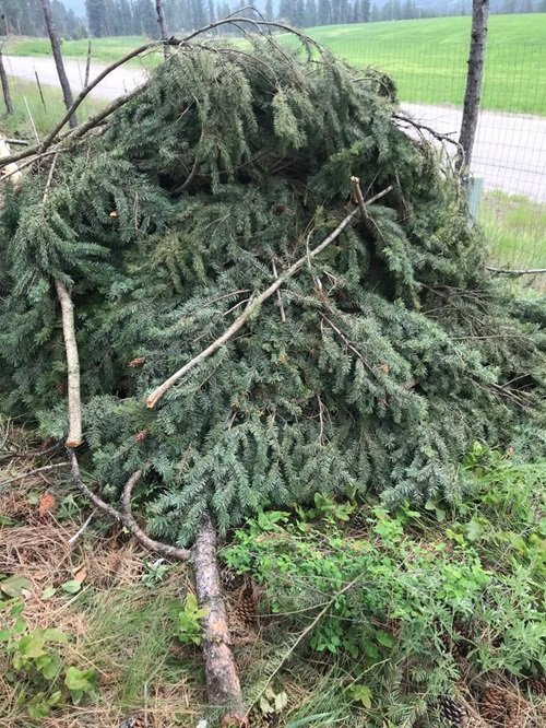What to Do with Dead Christmas Tree 1