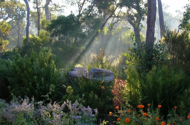 if-you-do-all-these-things-before-7am-you-will-have-the-most-amazing-garden-3