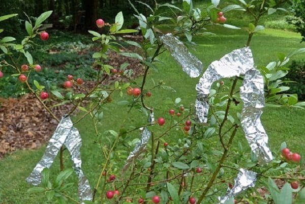 Indigenous Uses of Aluminum Foil in The Garden 3