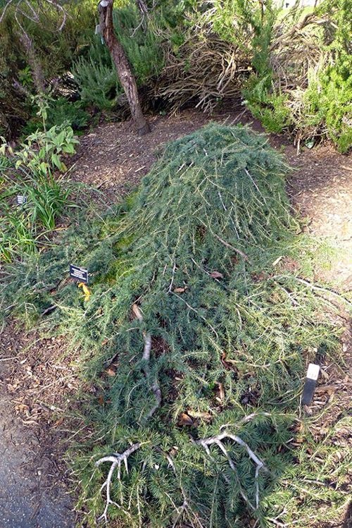What to Do with Dead Christmas Tree 5