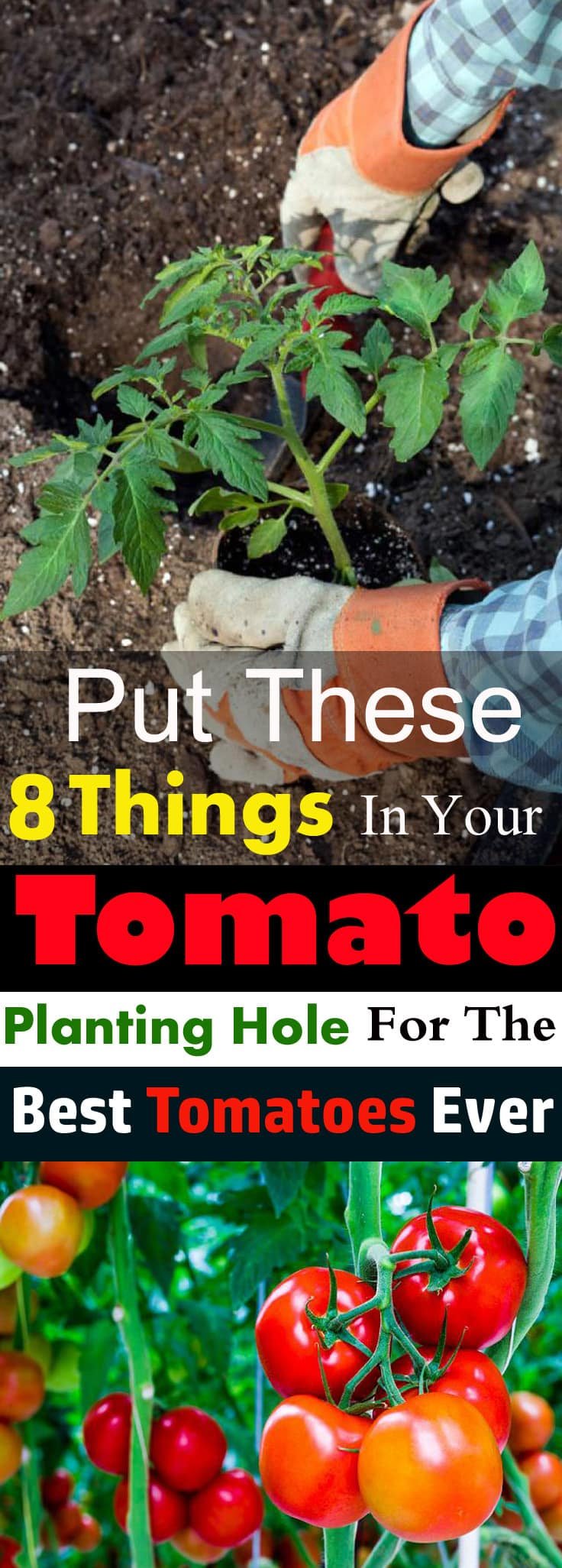 Do you want to grow the best tomatoes in taste and size? And want to have a bumper harvest? Then put these things in the hole before planting your tomato plant!