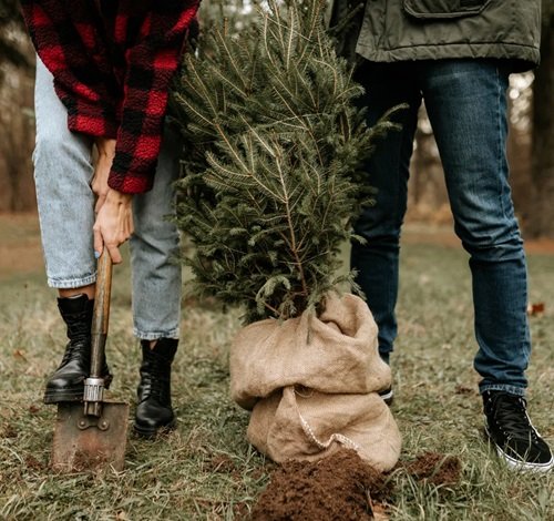 What to Do with Dead Christmas Tree 3