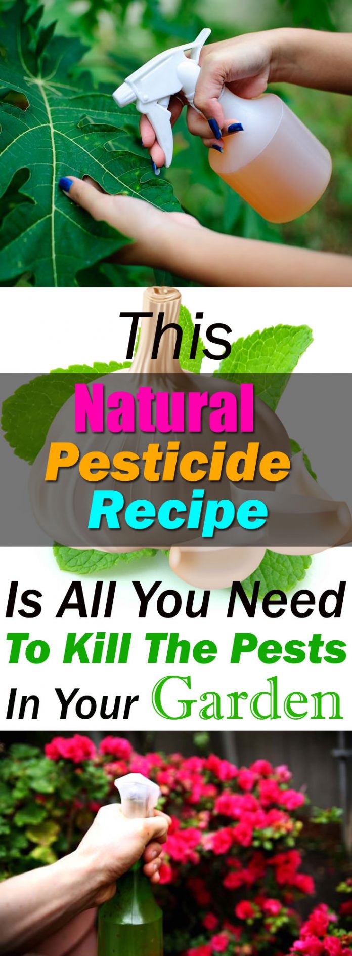 This Amazing Natural Pesticide Recipe Is So Effective You Can Get Rid ...