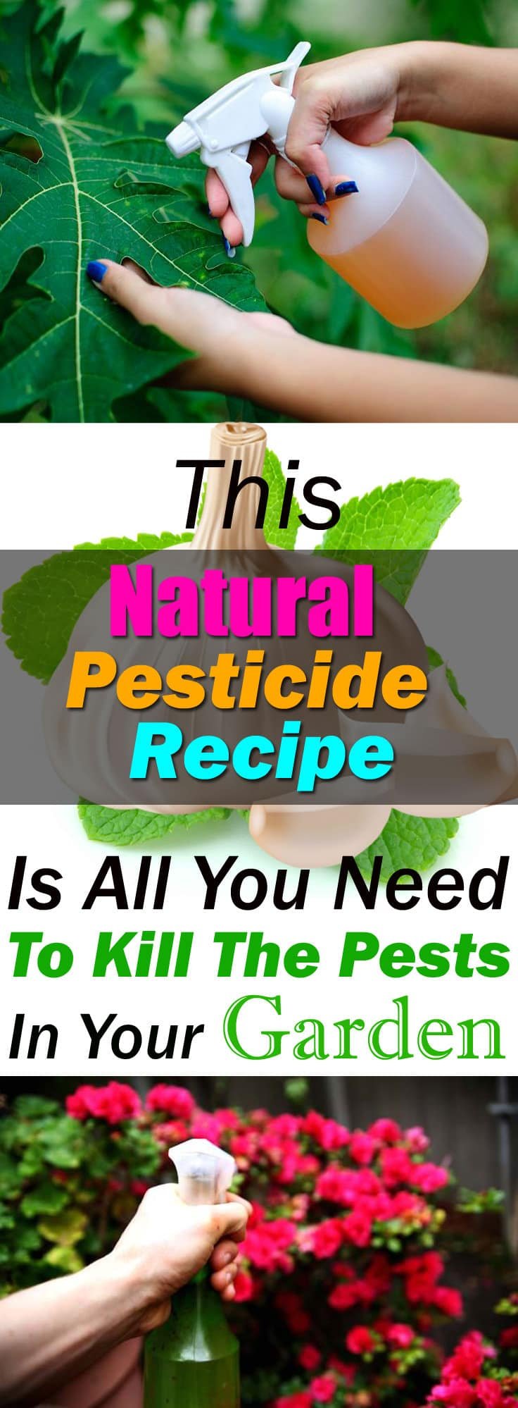 This homemade pesticide recipe is CHEMICAL FREE, all natural and easy to prepare. 5 effective ingredients together and your plants will be free of pests.