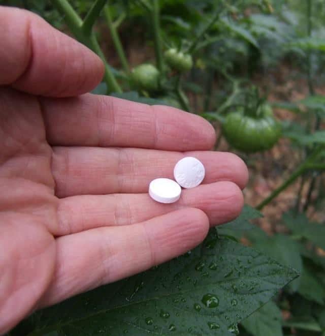 aspirin uses in garden 2