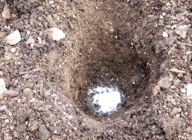 garden-hack-use-epsom-salt-on-botton-of-planting-hole
