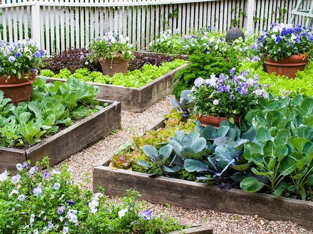 raised_bed edible garden