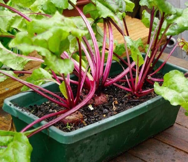 beets grown in a plant box