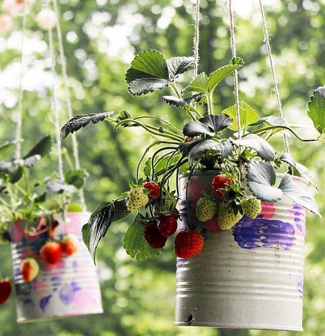 DIY hanging Strawberry Planter