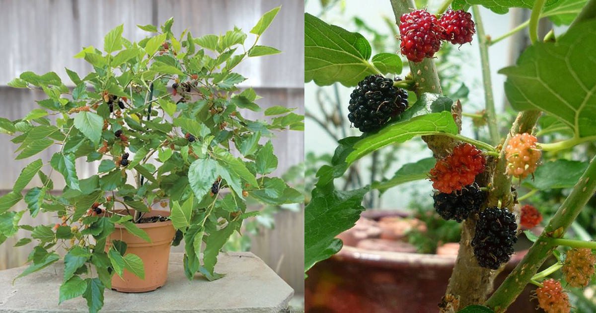 Growing Mulberry in Containers: How to Grow Mulberry Tree in a Pot