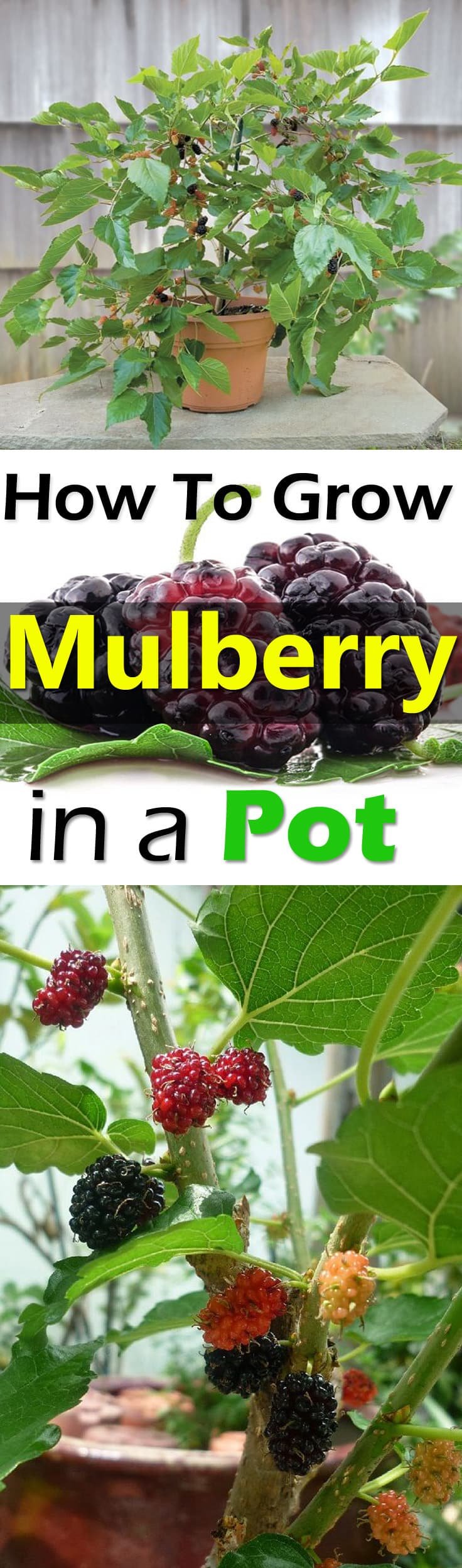 Mulberry fruits are rarely available in the market due to their short shelf life but growing them in containers can allow you to taste them FRESH. Check out!