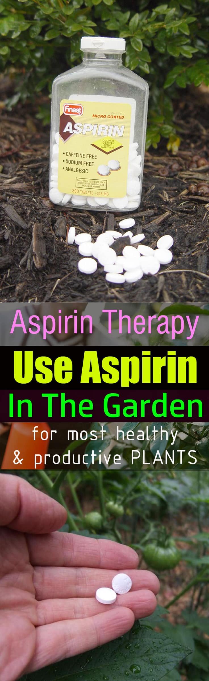 Aspirin tablets can be used for growing healthy and productive plants, and it really WORKS. Here're some of the best ASPIRIN uses in the garden!