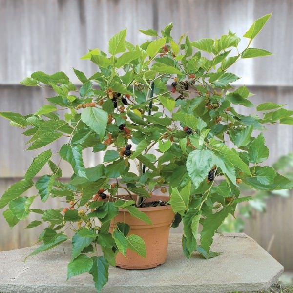 dwarf mulberry tree in a pot