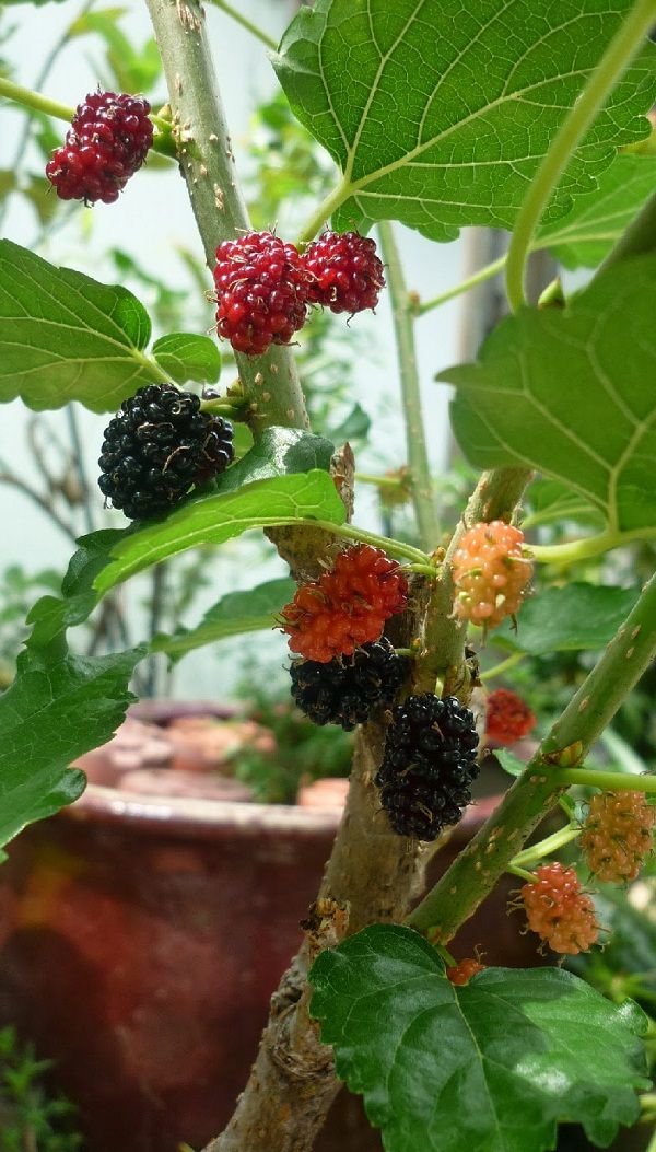 mulberry in pot 2