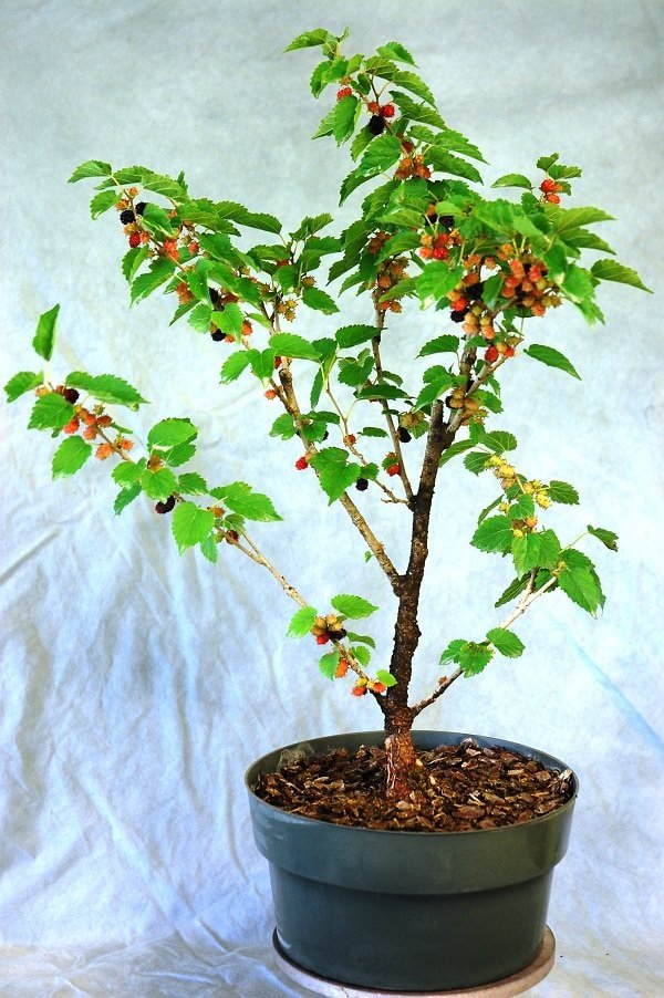 mulberry in pot 7