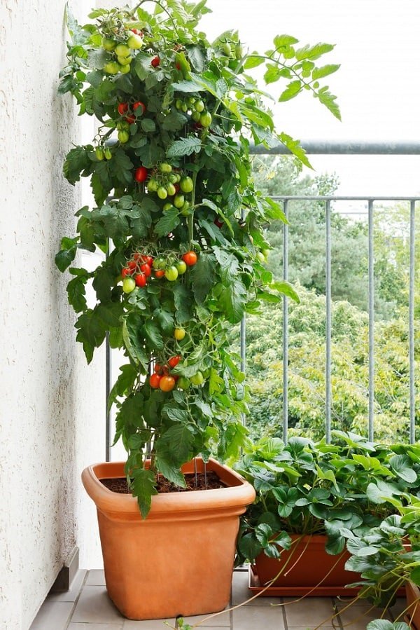 It is possible to grow tomatoes in pots, but there are a few BEST TOMATO VARIETIES FOR CONTAINERS that are easy to grow, taste great and produce heavily. Check out!