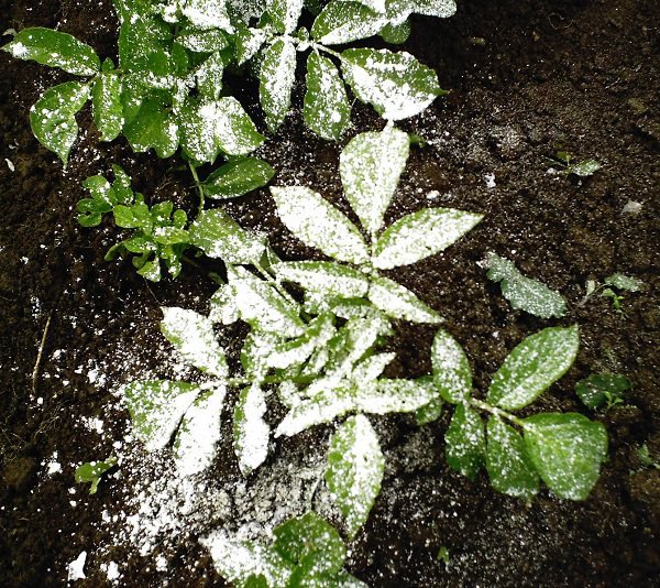 Amazing Uses of Diatomaceous Earth in the Garden 4