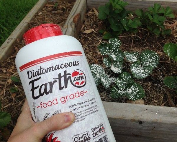 Amazing Uses of Diatomaceous Earth in the Garden 6