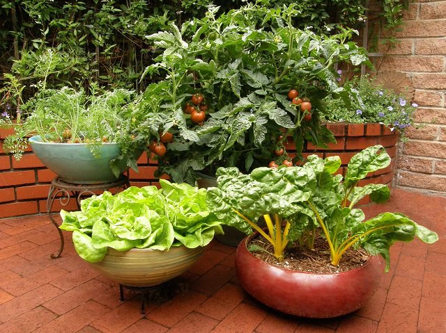 Container-Vegetable garden