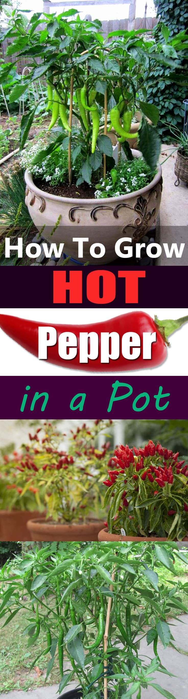 Growing hot peppers in containers is so easy and productive. Here's everything you need to know!