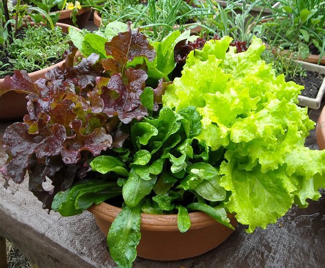 How to Start a Salad Bowl Garden 1 (1)