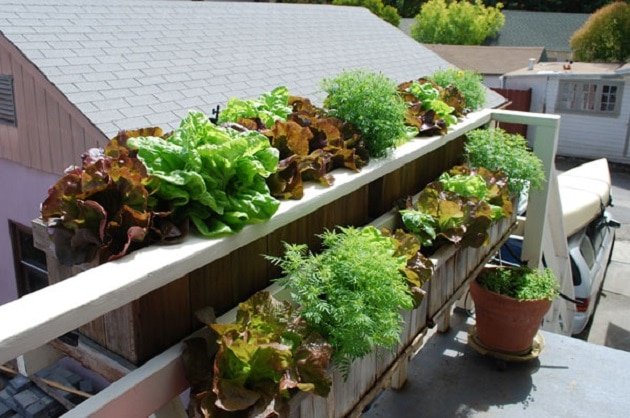 Lettuces in the window boxes in a balcony