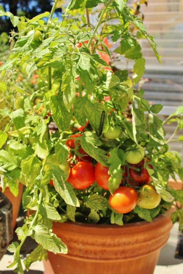 Manitoba tomato in pot